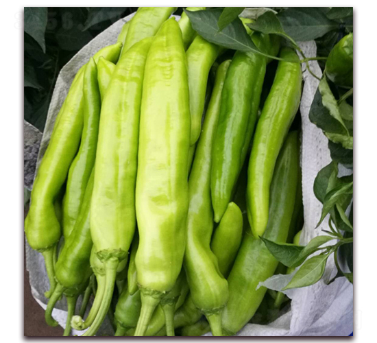 㑄�11-�����N��-� ��r(n��ng)�I(y��)