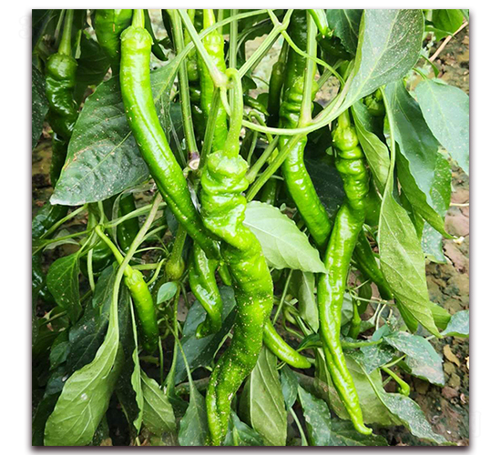 �]��1-�����N��-� ��r(n��ng)�I(y��)