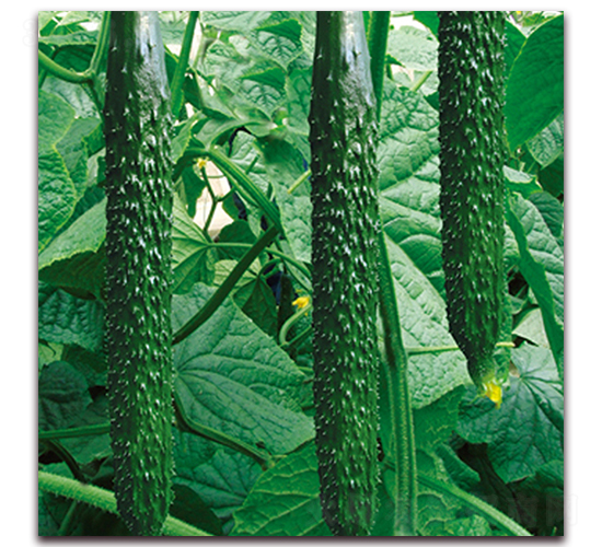 ����12-�S�ϷN��-��?t��ng)��r(n��ng)�I(y��)