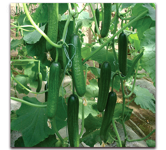 �Ű���-�S�ϷN��-��?t��ng)��r(n��ng)�I(y��)