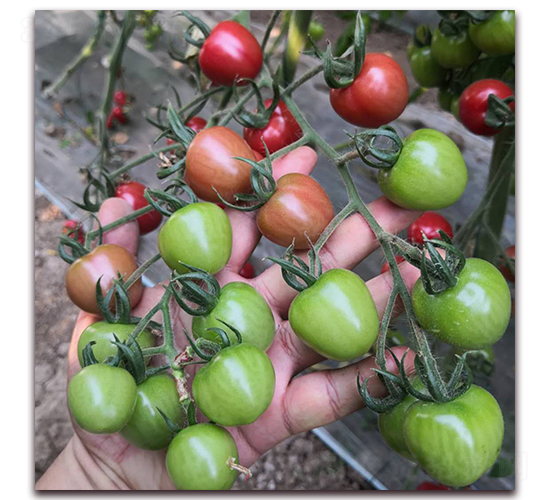 ��-���ѷN��-� ��r(n��ng)�I(y��)