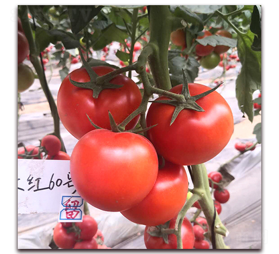 � ��t1860-���ѷN��-� ��r(n��ng)�I(y��)