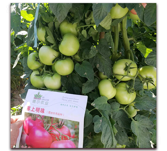 ��������-���ѷN��-��?t��ng)��r(n��ng)�I(y��)