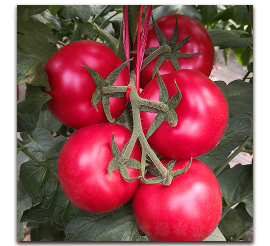 ����1-���ѷN��-� ��r(n��ng)�I(y��)