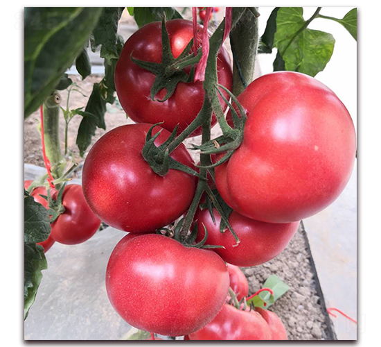 ��?t��ng)?900-���ѷN��-��?t��ng)��r(n��ng)�I(y��)