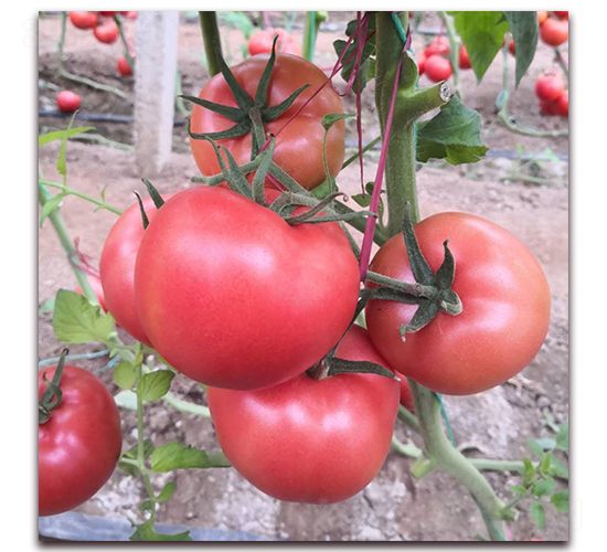 ��?t��ng)?-���ѷN��-��?t��ng)��r(n��ng)�I(y��)