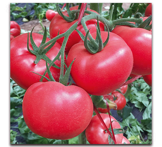 � �6-���ѷN��-� ��r(n��ng)�I(y��)