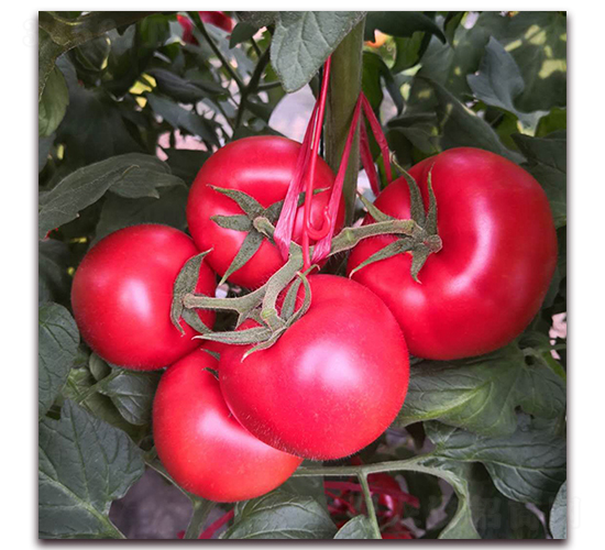 ��ؐ��3-���ѷN��-��?t��ng)��r(n��ng)�I(y��)