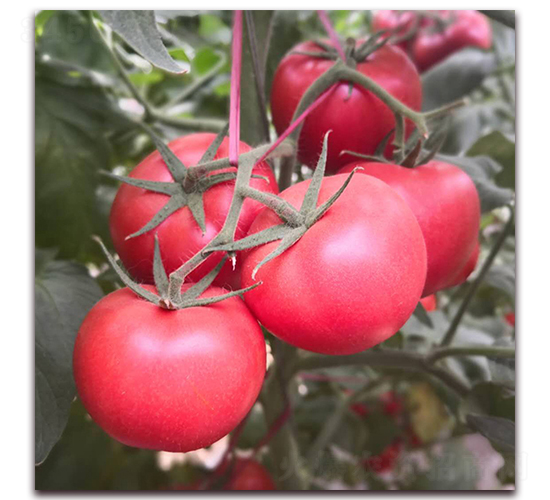 ��ؐ��2-���ѷN��-� ��r(n��ng)�I(y��)