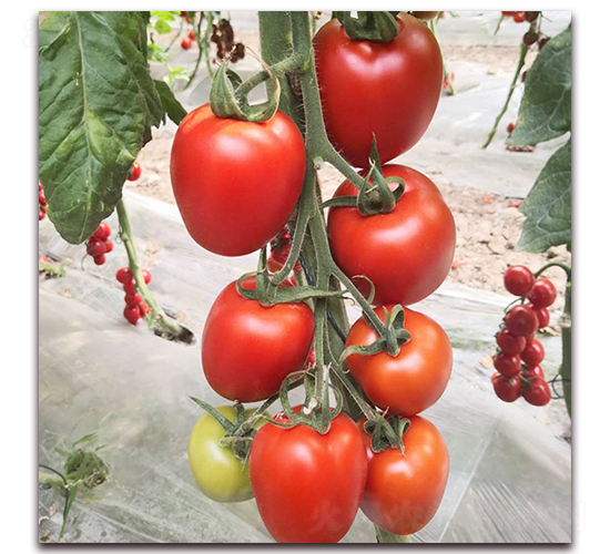 � ���-���ѷN��-� ��r(n��ng)�I(y��)