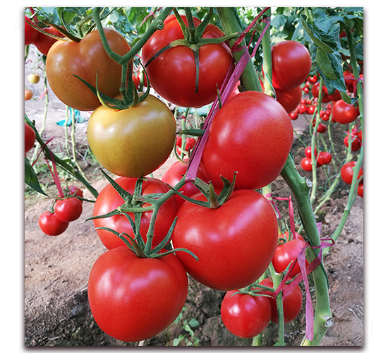 � ��t1-���ѷN��-� ��r(n��ng)�I(y��)