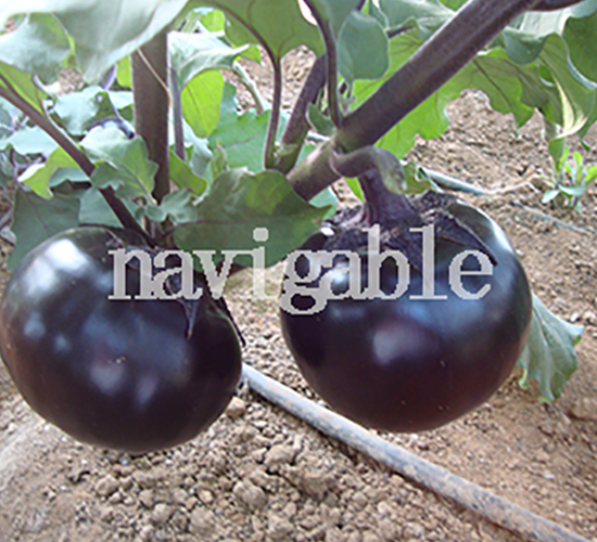 �F�A8̖-���ӷN��-����