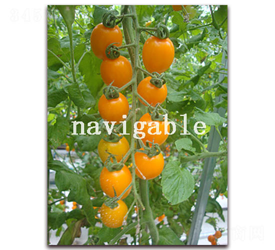 �Sؐ��-���ҷ��ѷ��ѷN��-����