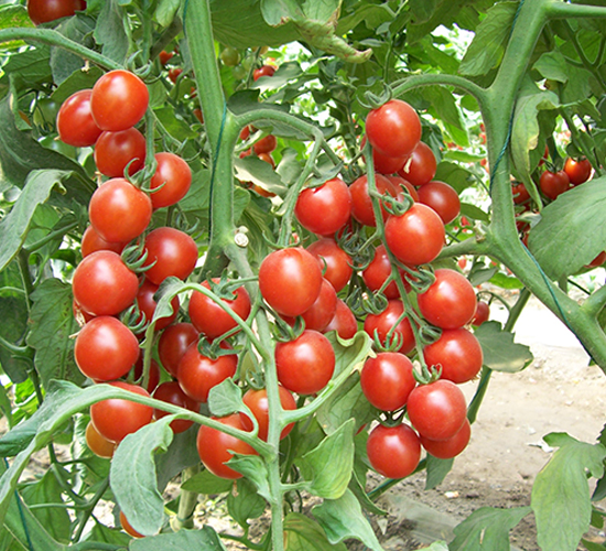 Y09-��TY���ҷ��ѷN��-����