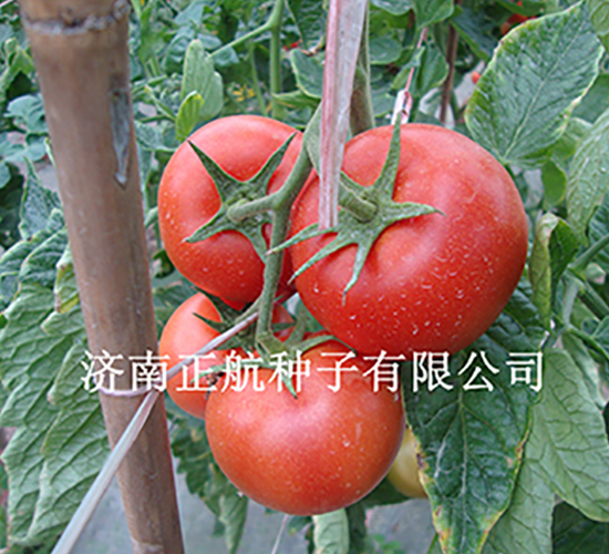 ������-����TY��t���ѷN��-����