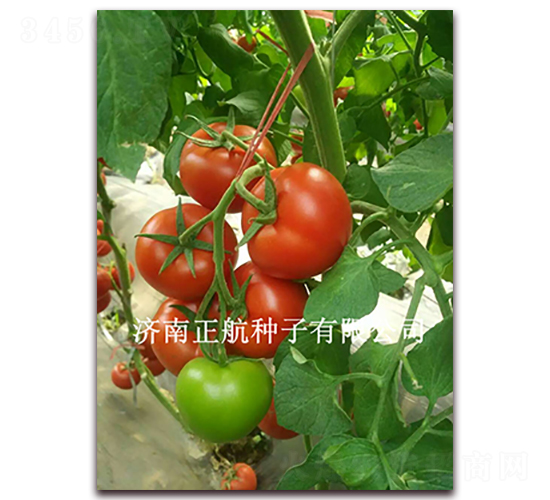 ����99-��TY��t���ѷN��-����