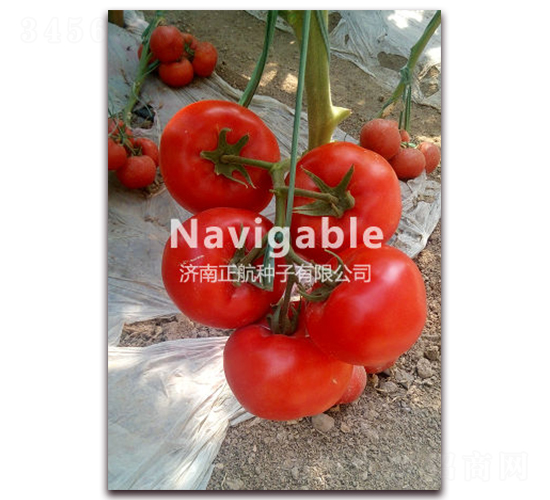 ����98-��TY��t���ѷN��-����