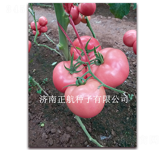 ��ϲ132-�۹����ѷN��-����