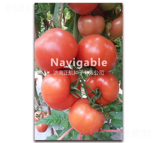 �ط�009-�۹����ѷN��-����