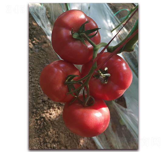 ����915-�۹����ѷN��-����