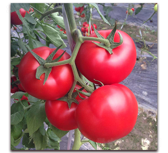 �O�紺��-�۹����ѷN��-����