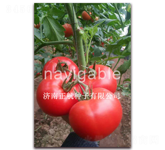 Խ�ķۻ�-�۹����ѷN��-����