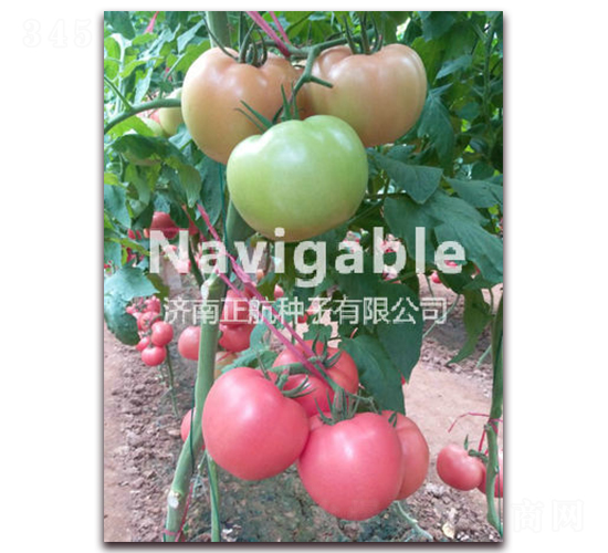 ��ؐ��-�۹����ѷN��-����