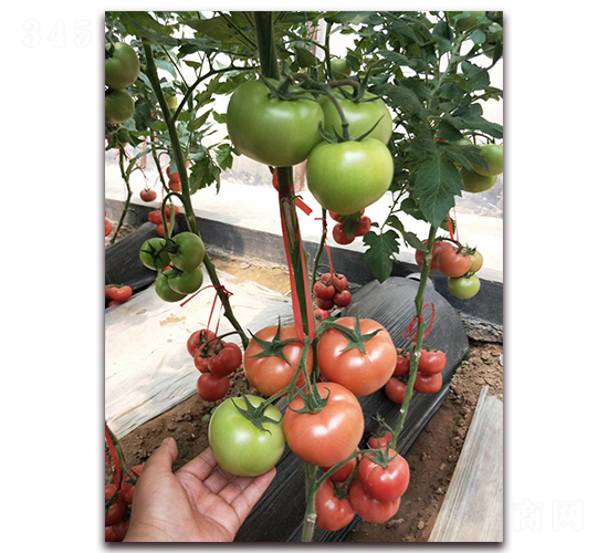 �ط�702-�۹����ѷN��-����