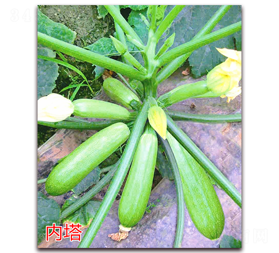 ��(n��i)��-�����J�N��-�f(w��n)���r(n��ng)�I(y��)