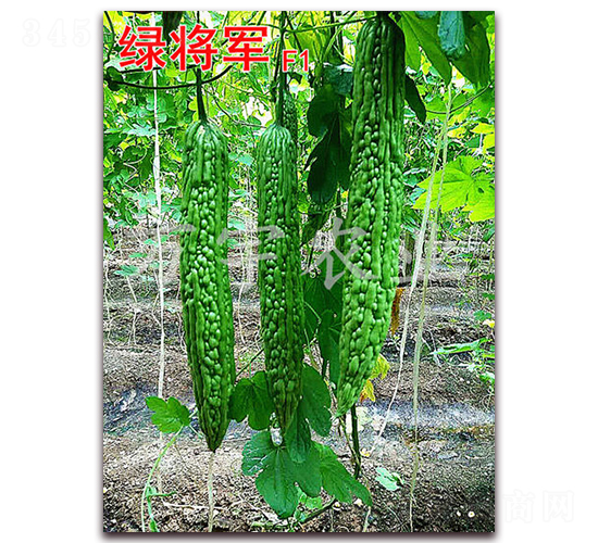 �G��܊F1-��ϷN��-�f(w��n)���r(n��ng)�I(y��)