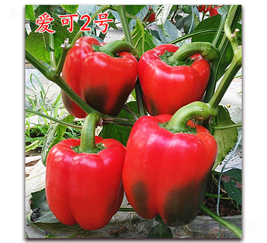 �ۿ�2̖-�����N��-�f���r(n��ng)�I(y��)