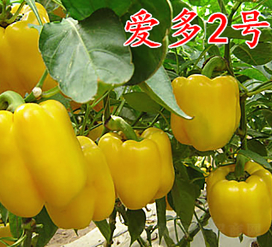 �۶�2̖(h��o)-�����N��-�f(w��n)���r(n��ng)�I(y��)