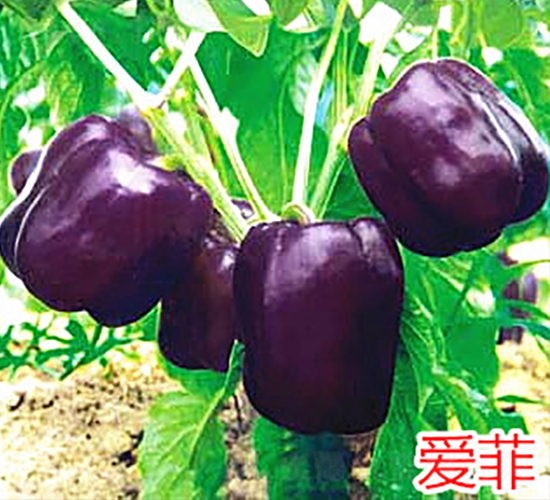 �۷�-�����N��-�f���r(n��ng)�I(y��)