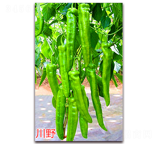 ��Ұ-�����N��-�f���r(n��ng)�I(y��)