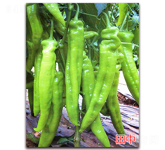 ����-�����N��-�f���r(n��ng)�I(y��)