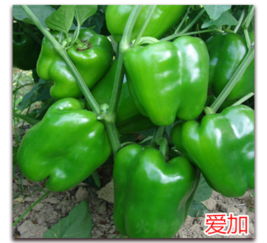 �ۼ�-�����N��-�f���r(n��ng)�I(y��)