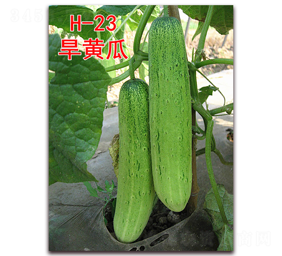 ���S��H-23-�S�ϷN��-�f(w��n)���r(n��ng)�I(y��)