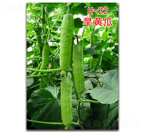 ���S��H-22-�S�ϷN��-�f���r�I(y��)