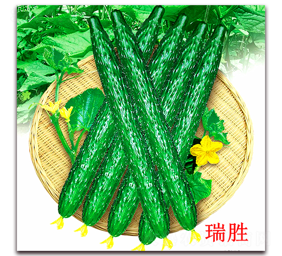 ����-�S�ϷN��-�f���r(n��ng)�I(y��)