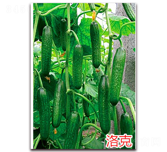 ���-ˮ���S�ϷN��-�f(w��n)���r(n��ng)�I(y��)