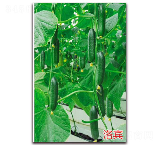 ���e-ˮ���S�ϷN��-�f���r�I(y��)