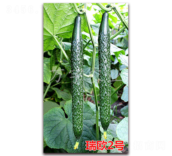 ��W2̖(h��o)-�S�ϷN��-�f���r(n��ng)�I(y��)