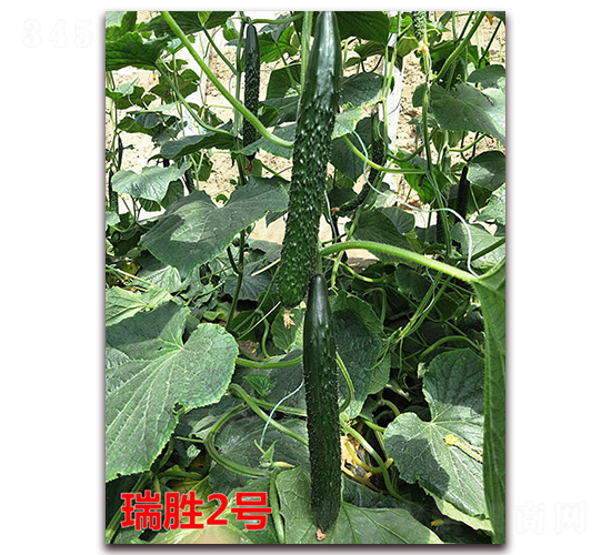 ����2̖-�S�ϷN��-�f���r(n��ng)�I(y��)