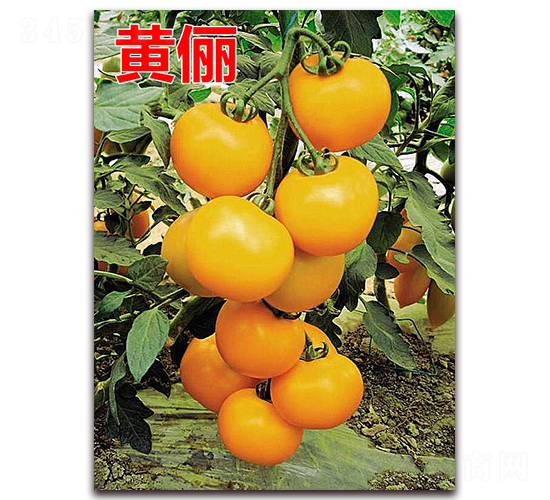 �S��-����С���t���N��-�f���r(n��ng)�I(y��)