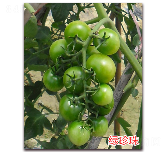 �G����-����С���t���N��-�f���r(n��ng)�I(y��)