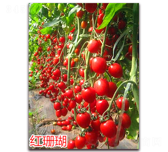 �tɺ��-����С���t���N��-�f���r(n��ng)�I(y��)