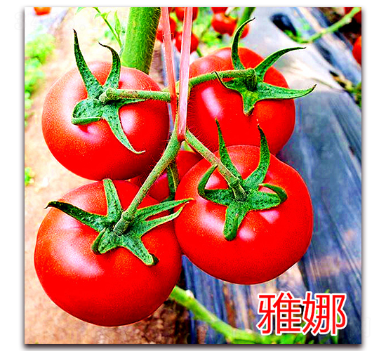 ����-�t�����ѷN��-�f���r(n��ng)�I(y��)