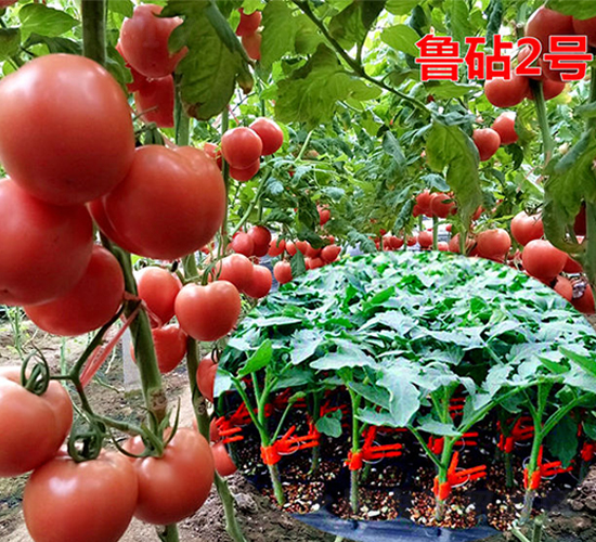 ����2̖-�۹����ѷN��-�f���r(n��ng)�I(y��)