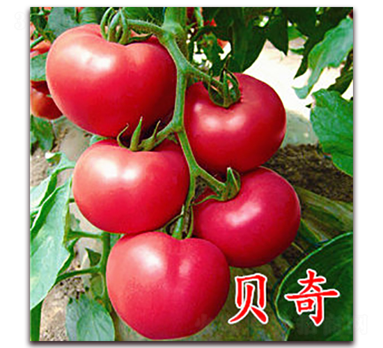 ؐ��-�۹����ѷN��-�f���r(n��ng)�I(y��)