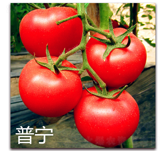 �Ռ�-�۹����ѷN��-�f(w��n)���r(n��ng)�I(y��)